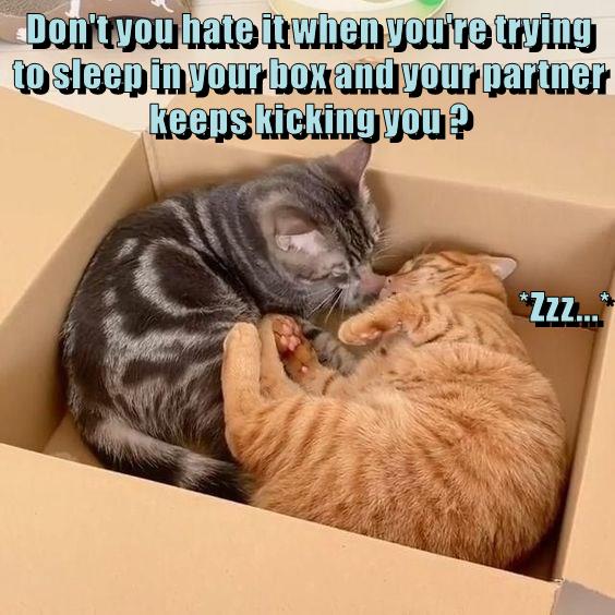 There's always one active sleeper in the couple Lolcats lol cat