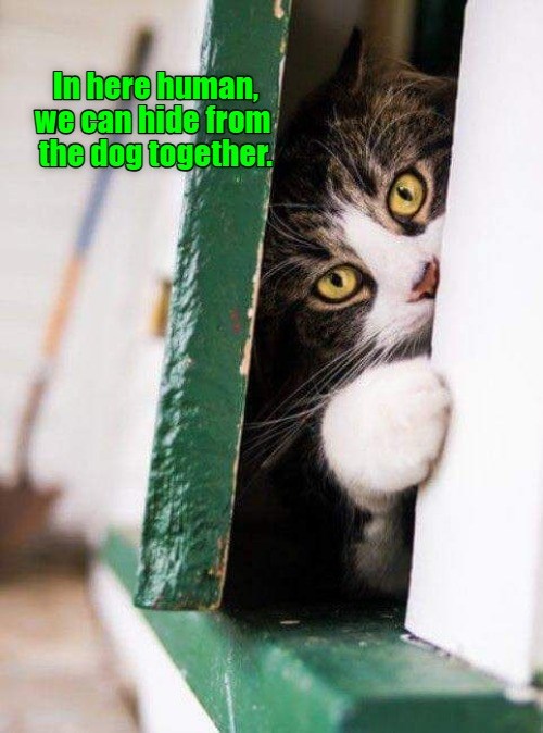 He'll never find us! - Lolcats - lol | cat memes | funny cats | funny ...