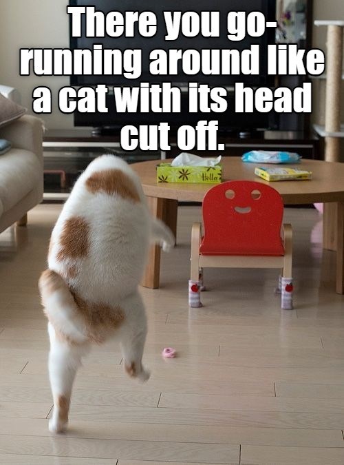 She lost her head - Lolcats - lol | cat memes | funny cats | funny cat ...