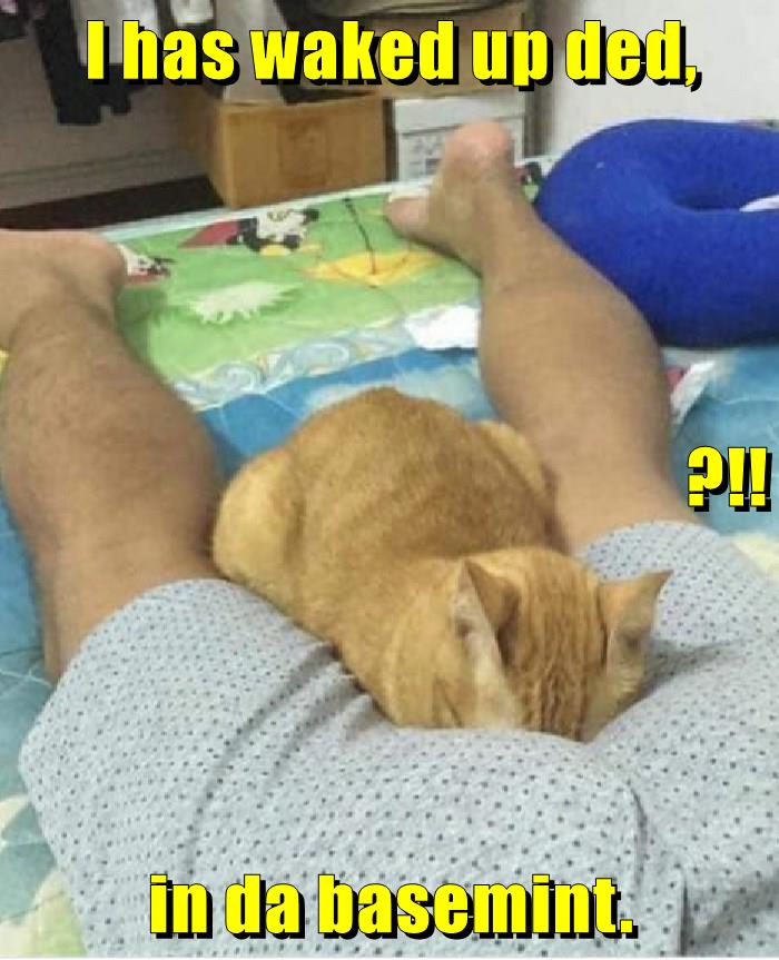 Something smells weird Lolcats lol cat memes funny cats funny