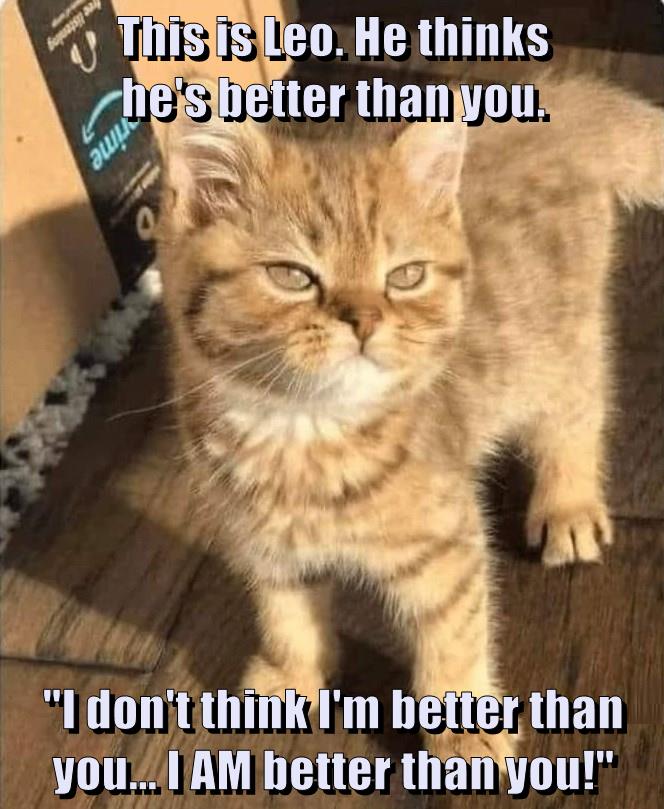 He IS better than you - Lolcats - lol | cat memes | funny cats | funny ...