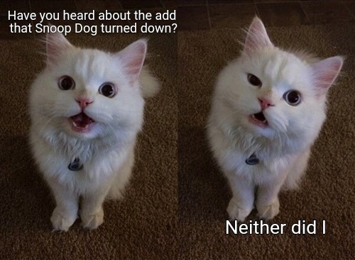 He's earning his biscuits - Lolcats - lol | cat memes | funny cats ...