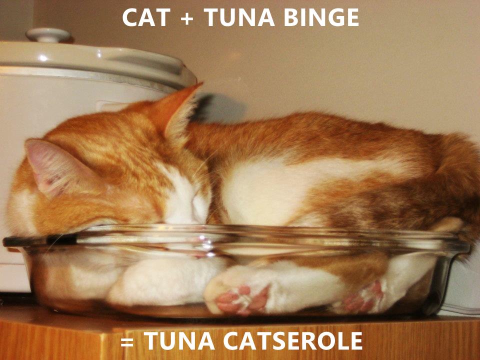 Tuna casserole every night I Can Has Cheezburger?