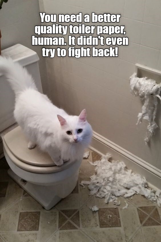 Stronger! Lolcats lol cat memes funny cats funny cat pictures