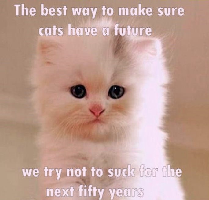 To practice, shut up Lolcats lol cat memes funny cats funny