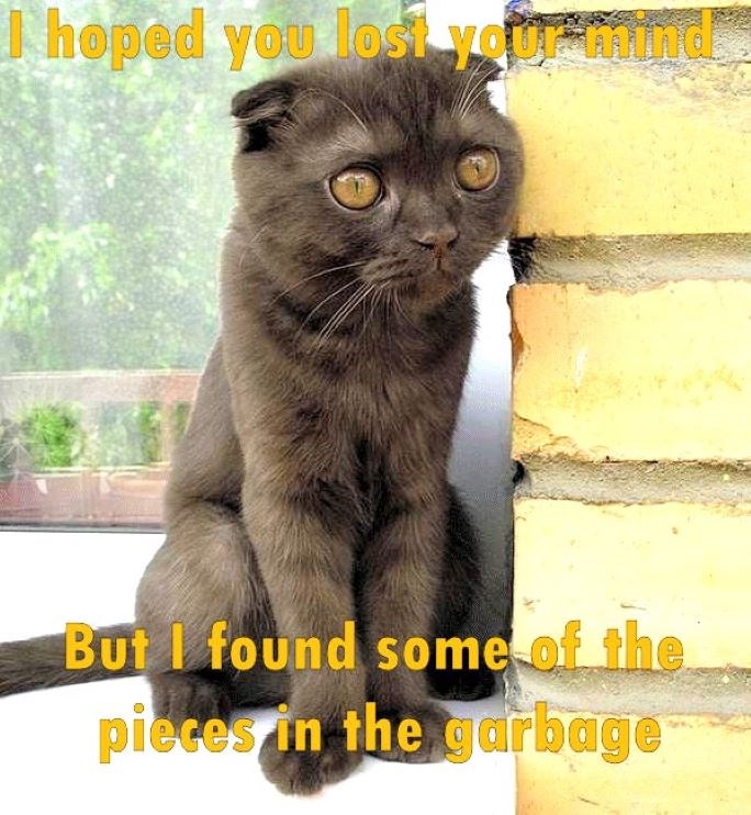 Fear not, I flushed them Lolcats lol cat memes funny cats