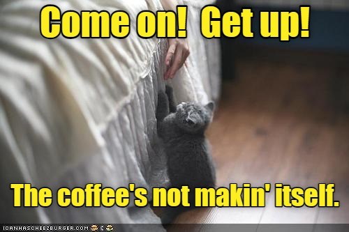 The breakfast of champions. - Lolcats - lol | cat memes | funny cats ...