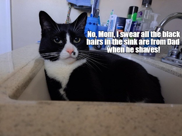 Your evidence is circumstantial at best - Lolcats - lol | cat memes ...