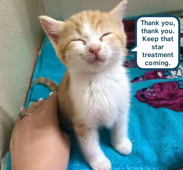 Worth interrupting my nap Lolcats lol cat memes funny cats