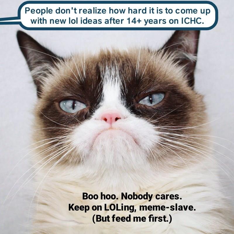 Ive Been Working On The Lol Road Lolcats Lol Cat Memes