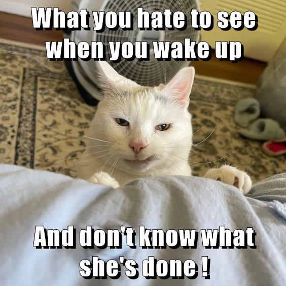 Mischief managed - Lolcats - lol | cat memes | funny cats | funny cat ...