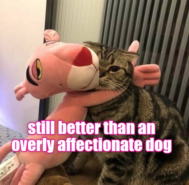 And fluffier Lolcats lol cat memes funny cats funny cat