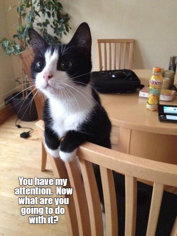 Consider it peaked - Lolcats - lol | cat memes | funny cats | funny cat ...