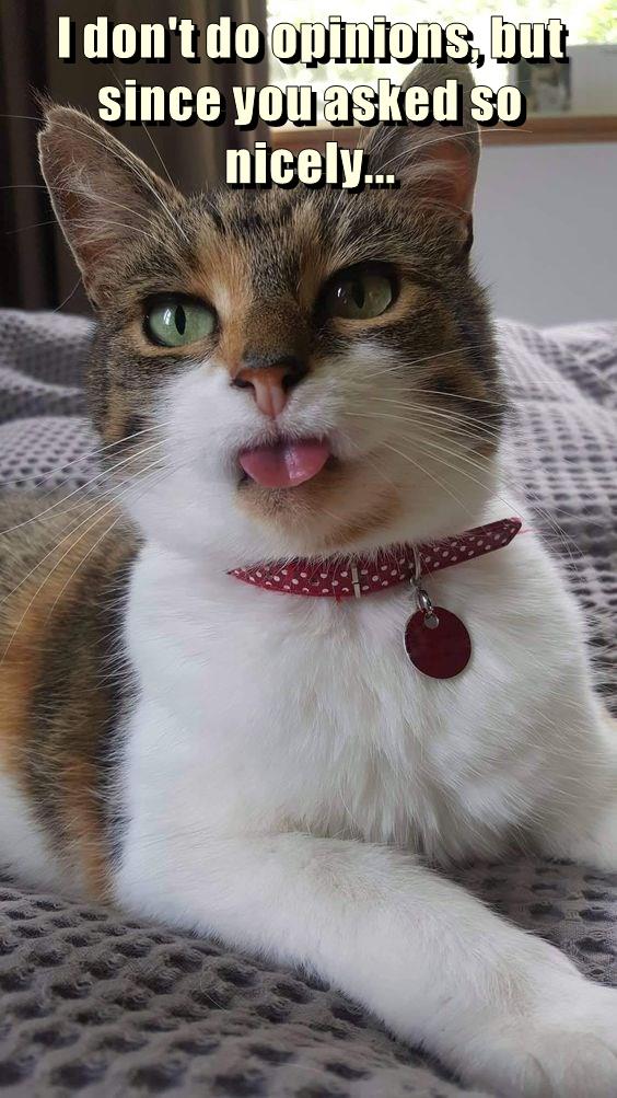 Blep - Lolcats - lol | cat memes | funny cats | funny cat pictures with ...