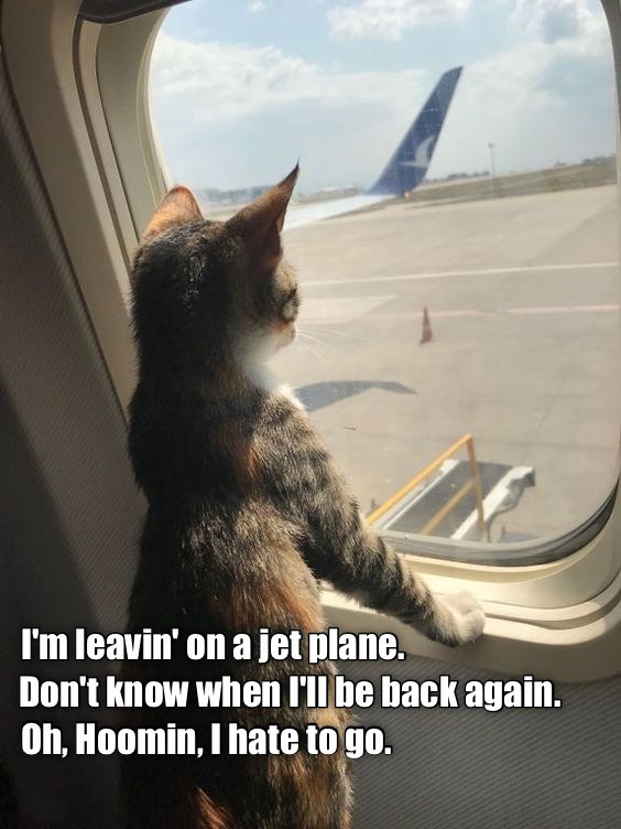 I want to go get that kitty! - Lolcats - lol | cat memes | funny cats ...