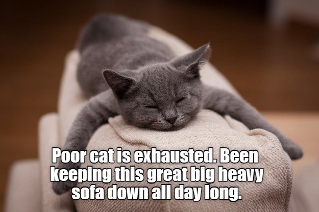 Poor cat is exhausted - Lolcats - lol | cat memes | funny cats | funny ...