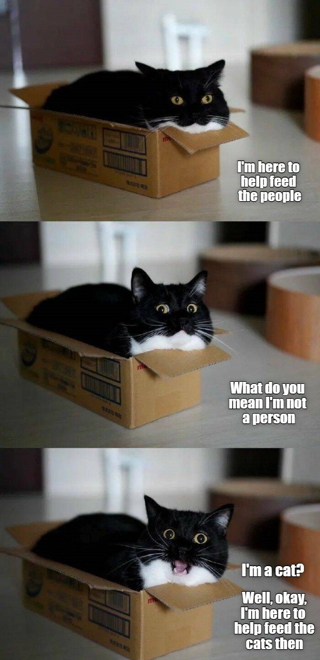 Government Cheese Cat - Lolcats - lol | cat memes | funny cats | funny ...