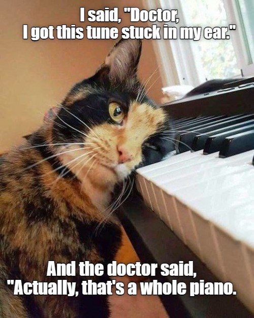 Well that explains the earache. - Lolcats - lol | cat memes | funny ...