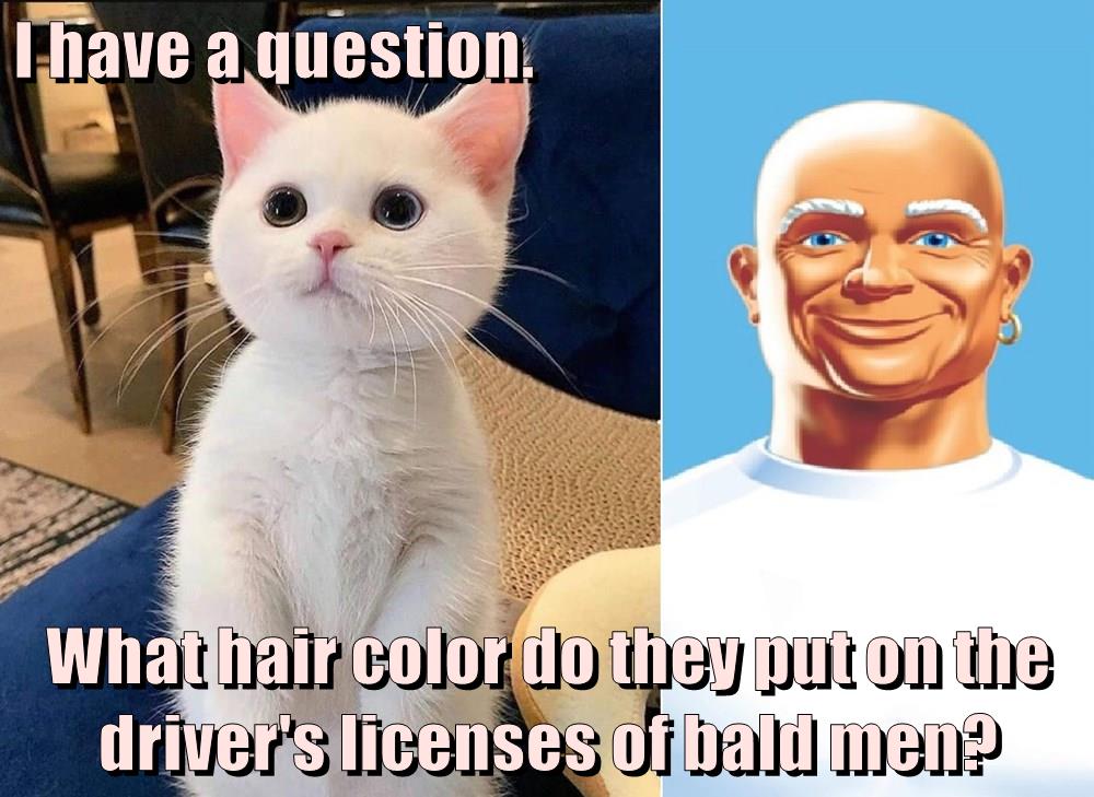 Good question Lolcats lol cat memes funny cats funny cat