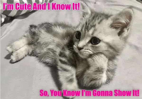 You Betcha, I Am! - Lolcats - Lol 