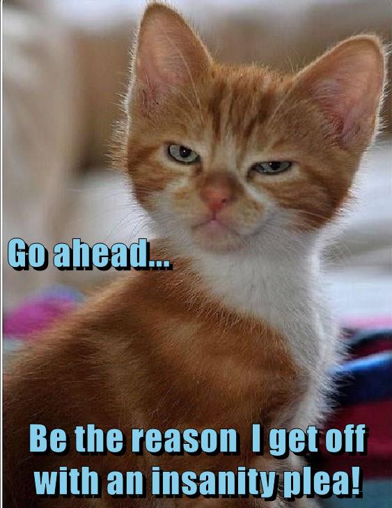 You'll never see it coming - Lolcats - lol | cat memes | funny cats ...