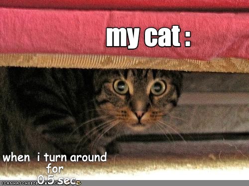 How dare you look at me - Lolcats - lol | cat memes | funny cats ...