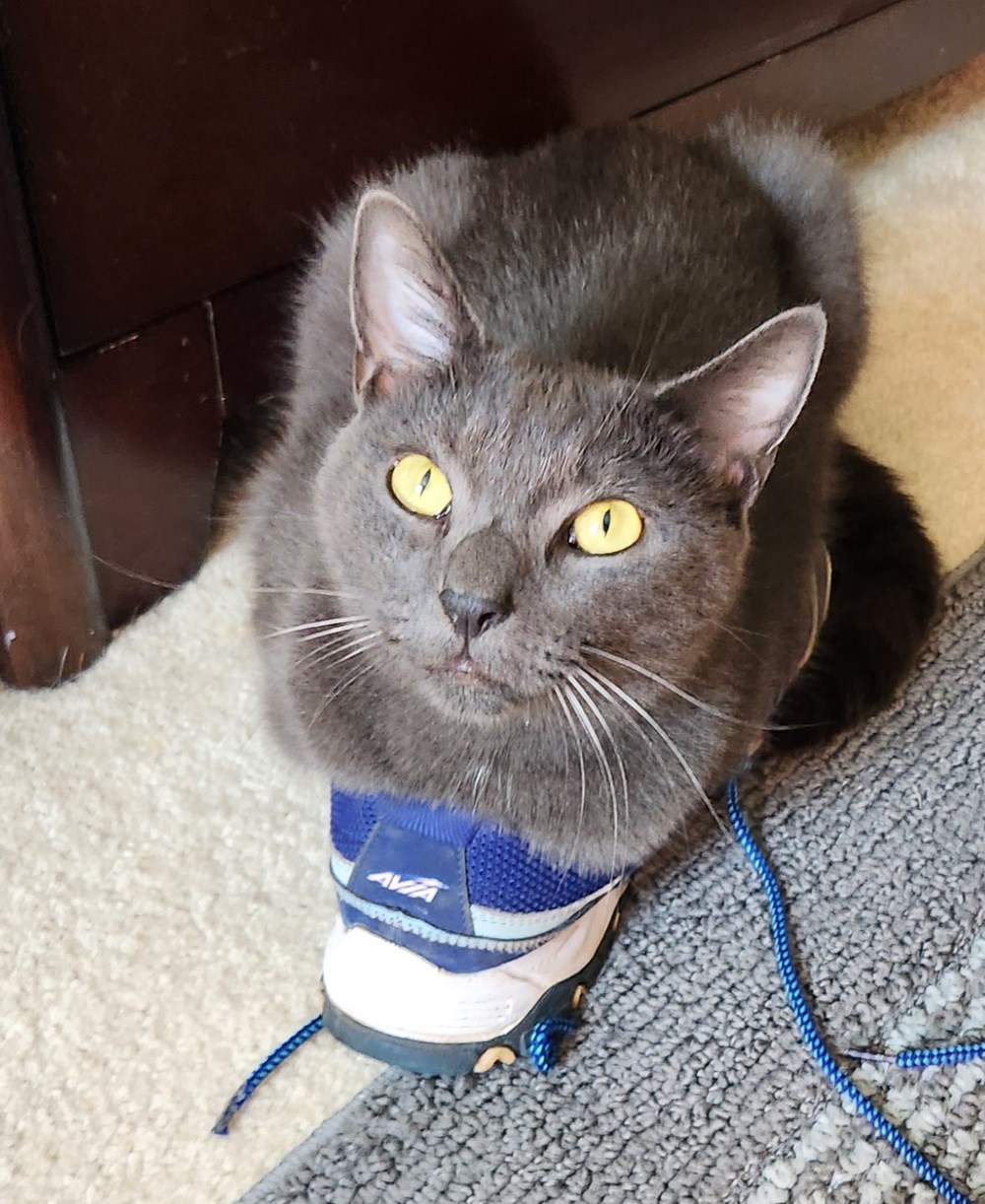 If the shoe fits I sits! Lolcats lol cat memes funny cats