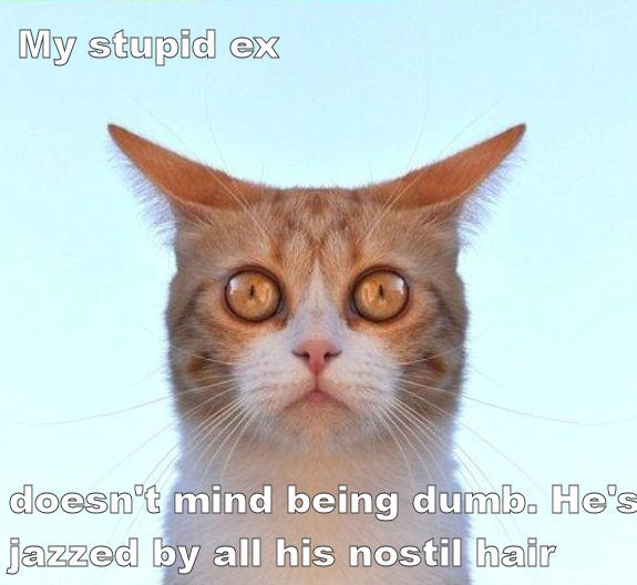 Him after I removed some Lolcats lol cat memes funny cats funny cat pictures with