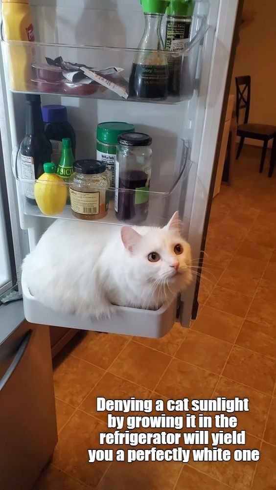 Just Like Growing Asparagus Lolcats lol cat memes funny cats