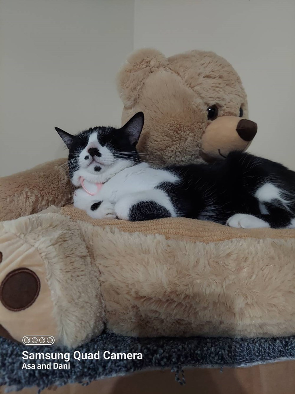 FINALLY, My Own Teddy Bear - Lolcats - lol | cat memes | funny cats ...