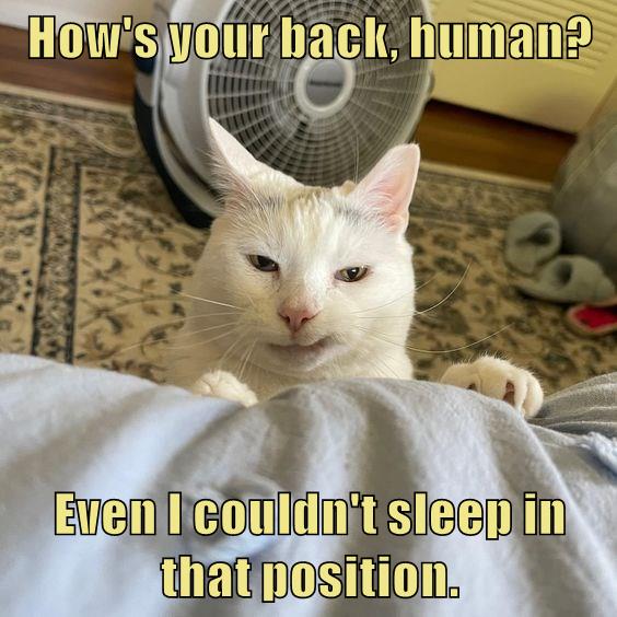 You should probably see a chiropractor - Lolcats - lol | cat memes ...