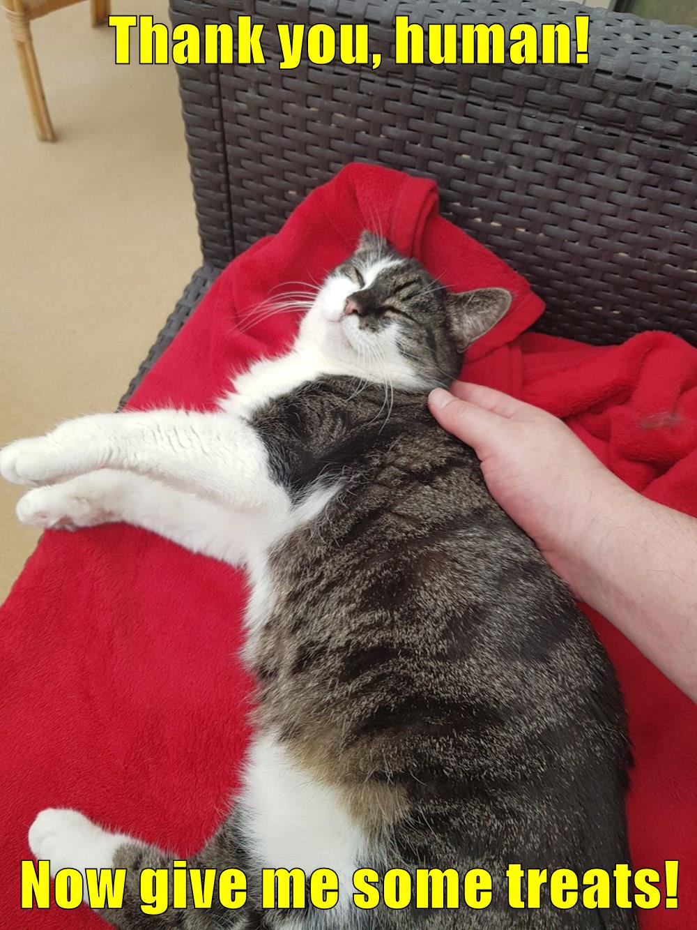 Good hooman Lolcats lol cat memes funny cats funny cat