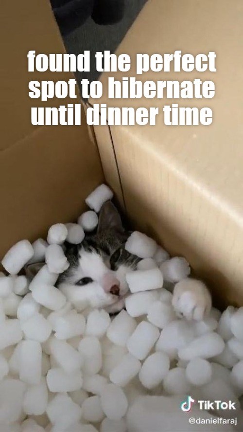 She's gone nuts Lolcats lol cat memes funny cats funny cat