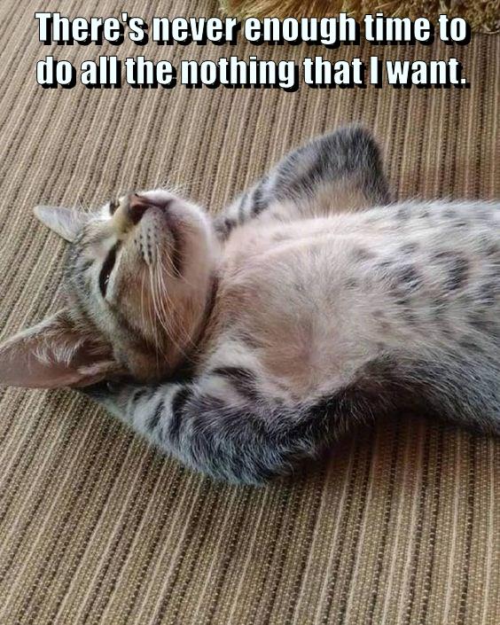 Too many naps - Lolcats - lol | cat memes | funny cats | funny cat ...