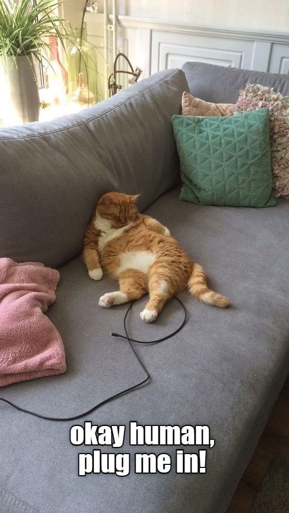 Need energy for zoomies Lolcats lol cat memes funny cats