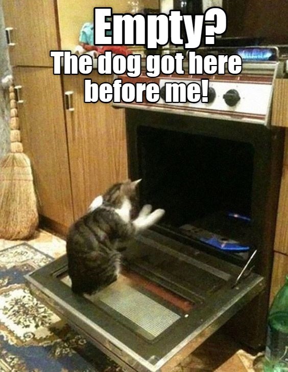 Bamboozled again Lolcats lol cat memes funny cats funny cat
