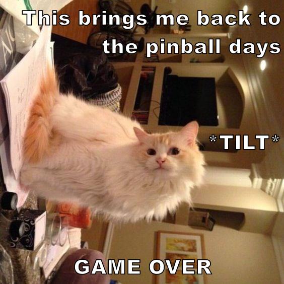 Game Over - Lolcats - lol | cat memes | funny cats | funny cat pictures ...