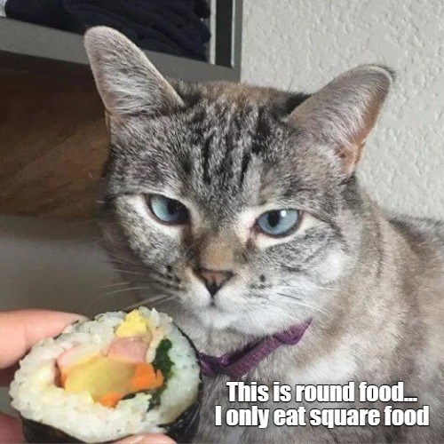 It Smells Good Though Lolcats lol cat memes funny cats funny