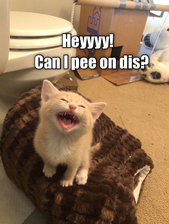 I want to pee on it! - Lolcats - lol | cat memes | funny cats | funny ...