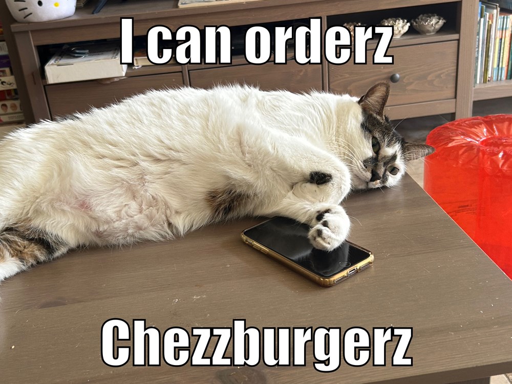 best food Lolcats lol cat memes funny cats funny cat pictures