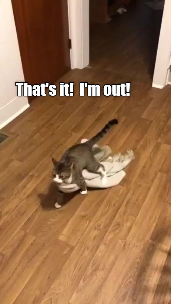 Enough is enough - Lolcats - lol | cat memes | funny cats | funny cat ...