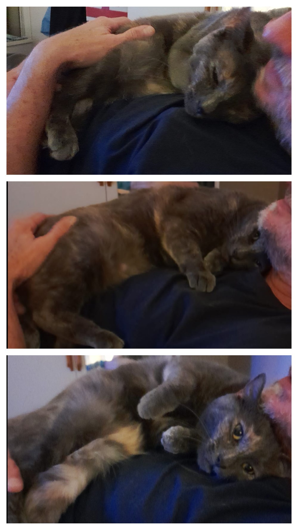 A very snuggly cat. Lolcats lol cat memes funny cats funny