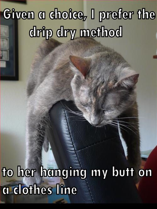 Birds bite my butt - Lolcats - lol | cat memes | funny cats | funny cat ...