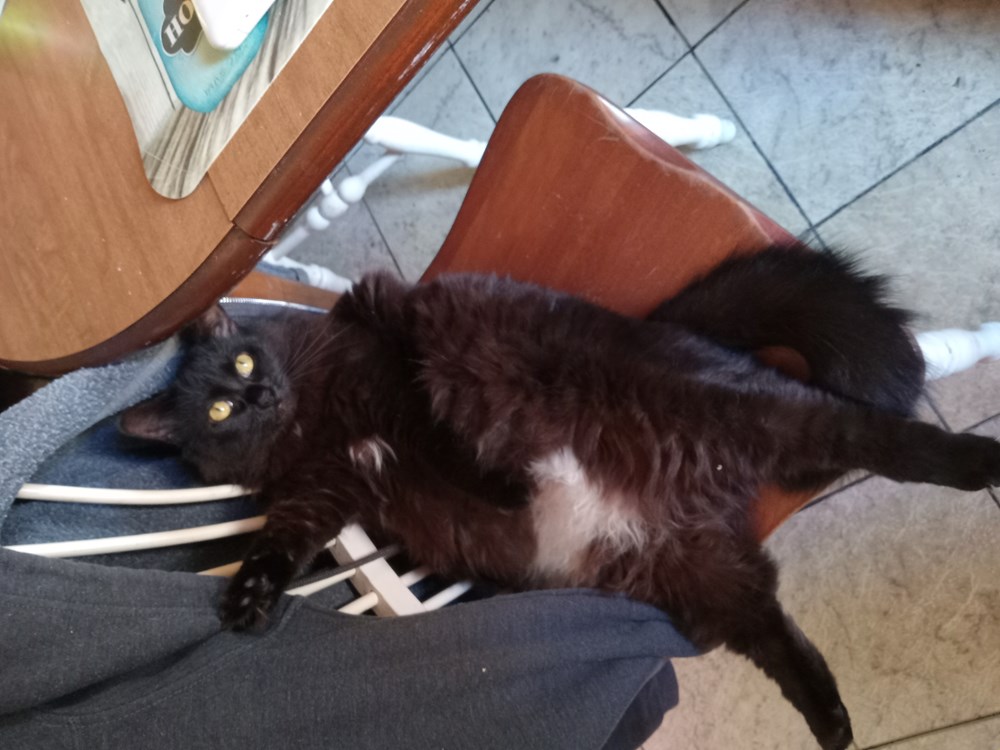 Help, I've fallen and I can't get up! - Lolcats - lol | cat memes ...