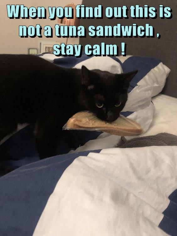 Who wants a not tuna sandwich? Lolcats lol cat memes funny cats