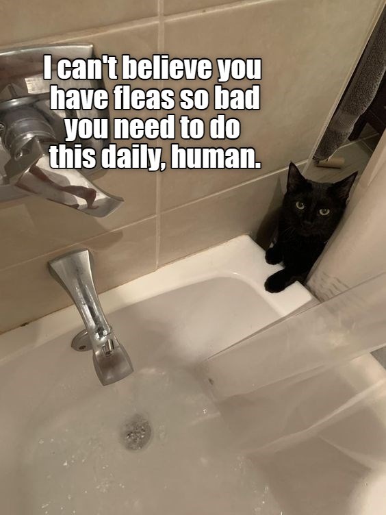 Concerned kitty is concerned - Lolcats - lol | cat memes | funny cats ...