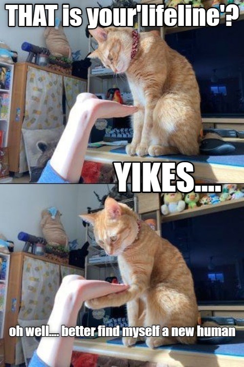 The future is near lolcats lol cat memes funny cats funny cat