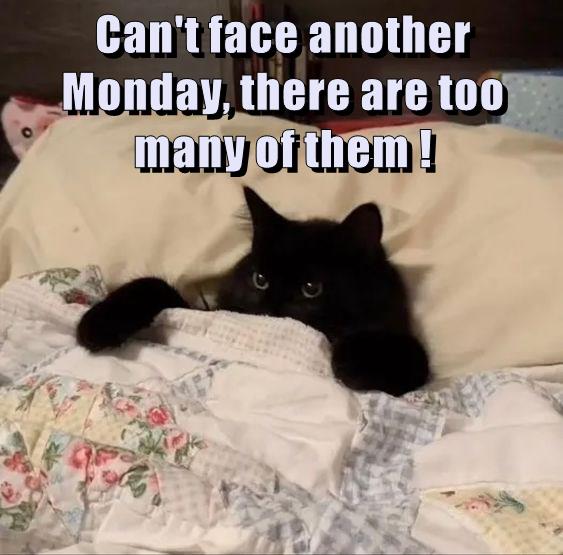 Mondays are cancelled - Lolcats - lol | cat memes | funny cats | funny ...