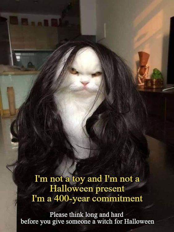 P.S.A. From Griselda the Witch - Lolcats - lol | cat memes | funny cats ...