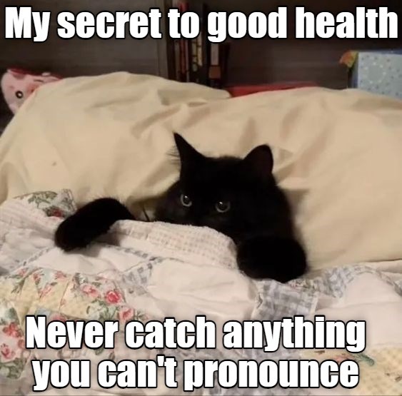 Life tips - Lolcats - lol | cat memes | funny cats | funny cat pictures ...